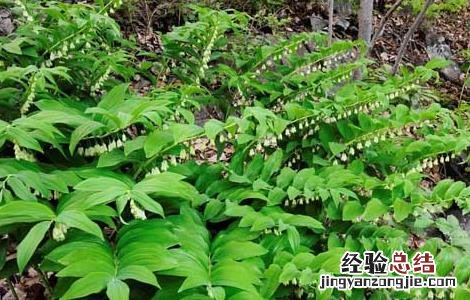 玉竹栽培技术视频教程 玉竹栽培技术