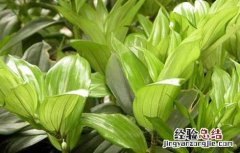 玉竹栽培技术视频教程 玉竹栽培技术