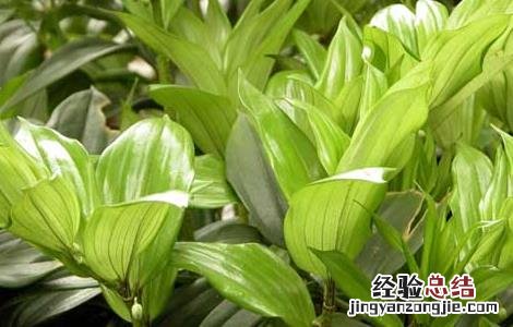 玉竹栽培技术视频教程 玉竹栽培技术