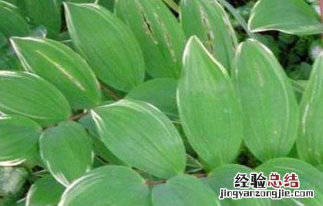 玉竹栽培技术视频教程 玉竹栽培技术
