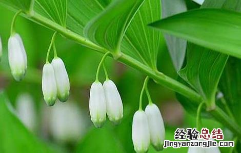 玉竹栽培技术视频教程 玉竹栽培技术