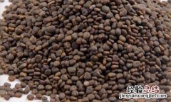 千金子的营养价值