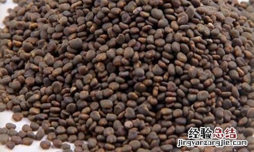 千金子的营养价值