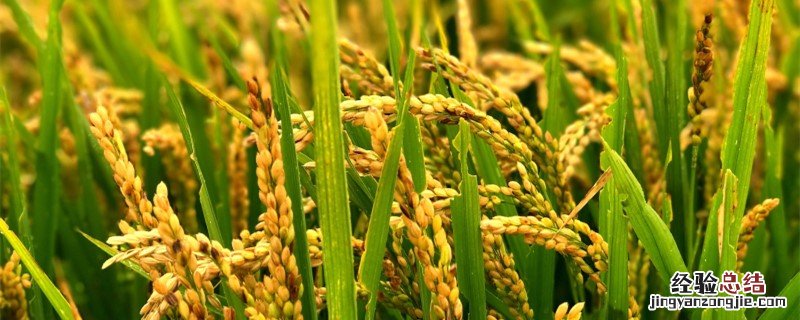 水稻细菌性条斑病用药剂量 水稻细菌性条斑病用药