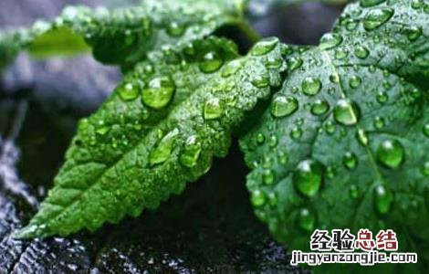 薄荷种植技术及亩收益 薄荷种植技术