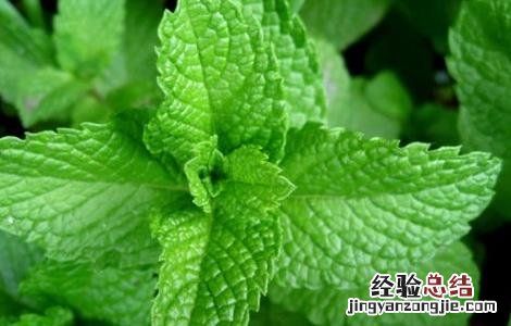 薄荷种植技术及亩收益 薄荷种植技术