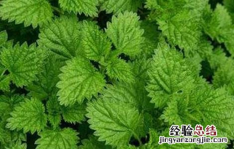 薄荷种植技术及亩收益 薄荷种植技术