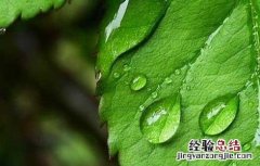 薄荷种植技术及亩收益 薄荷种植技术