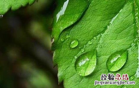 薄荷种植技术及亩收益 薄荷种植技术