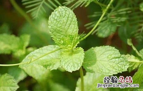 薄荷种植技术及亩收益 薄荷种植技术