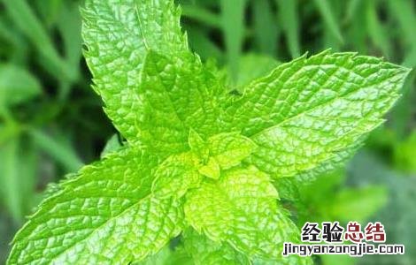 薄荷种植技术及亩收益 薄荷种植技术