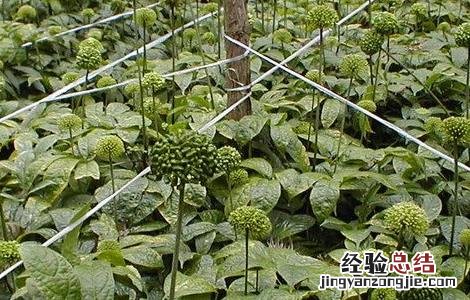 三七的栽培种植技术 三七的科学栽培技术
