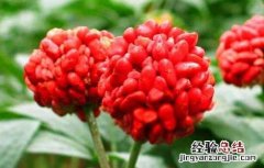 三七的栽培种植技术 三七的科学栽培技术