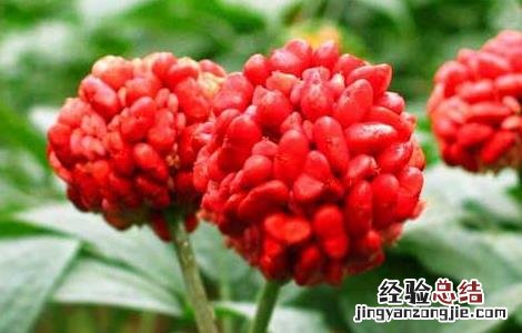 三七的栽培种植技术 三七的科学栽培技术