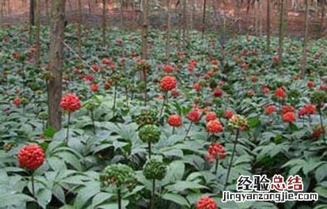 三七的栽培种植技术 三七的科学栽培技术