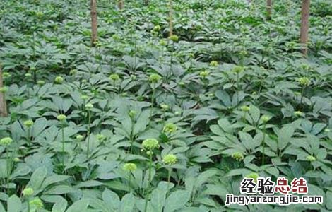 三七的栽培种植技术 三七的科学栽培技术