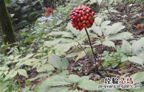 三七的栽培种植技术 三七的科学栽培技术