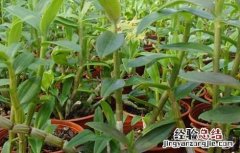 铁皮石斛栽培技术要点 铁皮石斛栽培技术