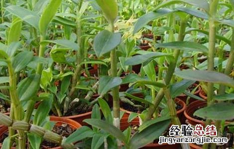 铁皮石斛栽培技术要点 铁皮石斛栽培技术