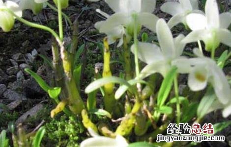 铁皮石斛栽培技术要点 铁皮石斛栽培技术