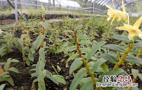 铁皮石斛栽培技术要点 铁皮石斛栽培技术