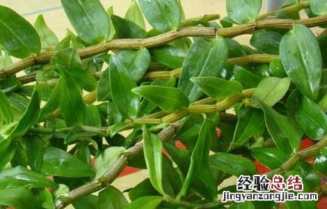 铁皮石斛栽培技术要点 铁皮石斛栽培技术