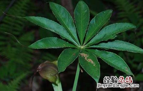 天南星栽培技术 天南星种植基地