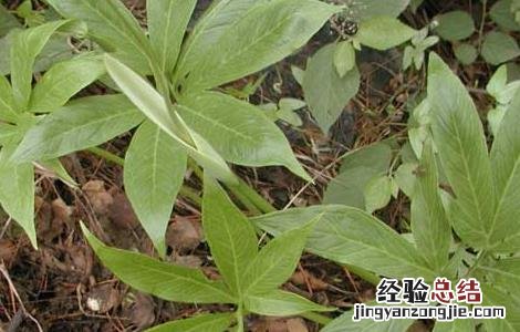 天南星栽培技术 天南星种植基地