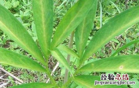 天南星栽培技术 天南星种植基地