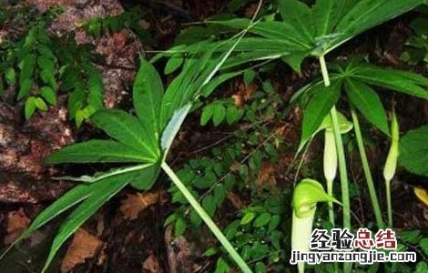 天南星栽培技术 天南星种植基地