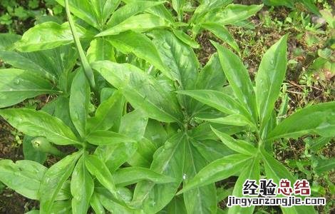 天南星栽培技术 天南星种植基地