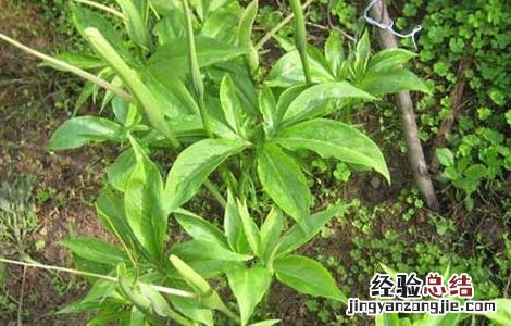 天南星栽培技术 天南星种植基地