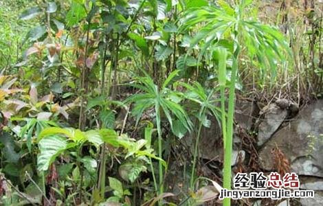 天南星栽培技术 天南星种植基地