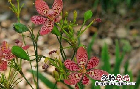 射干栽培技术 射干高产种植管理技术