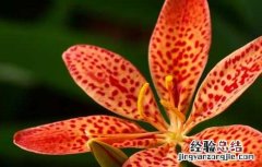 射干栽培技术 射干高产种植管理技术