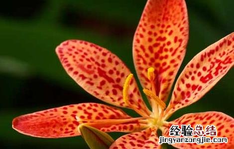 射干栽培技术 射干高产种植管理技术