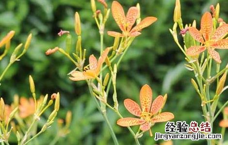 射干栽培技术 射干高产种植管理技术