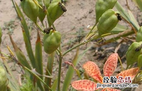 射干栽培技术 射干高产种植管理技术