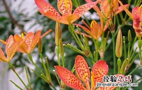 射干栽培技术 射干高产种植管理技术