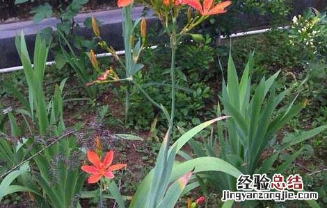 射干栽培技术 射干高产种植管理技术