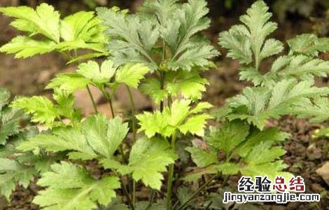 黄连高产种植管理技术规程 黄连高产种植管理技术