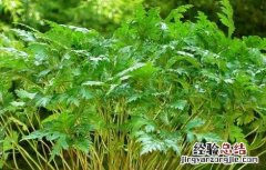 黄连高产种植管理技术规程 黄连高产种植管理技术