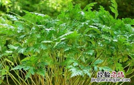 黄连高产种植管理技术规程 黄连高产种植管理技术