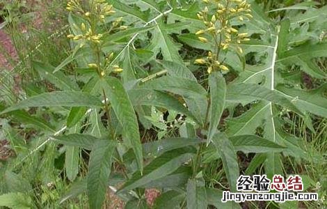 黄连高产种植管理技术规程 黄连高产种植管理技术