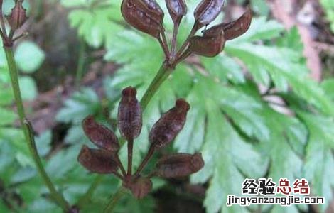 黄连高产种植管理技术规程 黄连高产种植管理技术