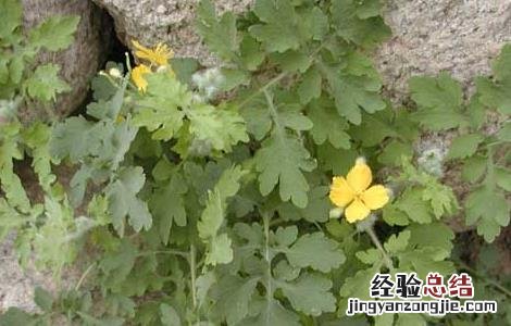 黄连高产种植管理技术规程 黄连高产种植管理技术