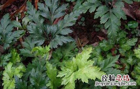 黄连高产种植管理技术规程 黄连高产种植管理技术