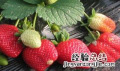 种草莓的时间什么时候最好 种草莓是什么时间最佳