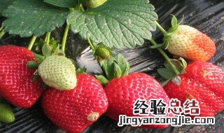 种草莓的时间什么时候最好 种草莓是什么时间最佳