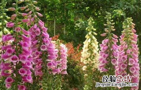 地黄的培养与繁殖技术ppt 地黄的培养与繁殖技术